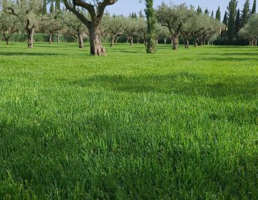 Village-Green-prato-Donnafugata-1